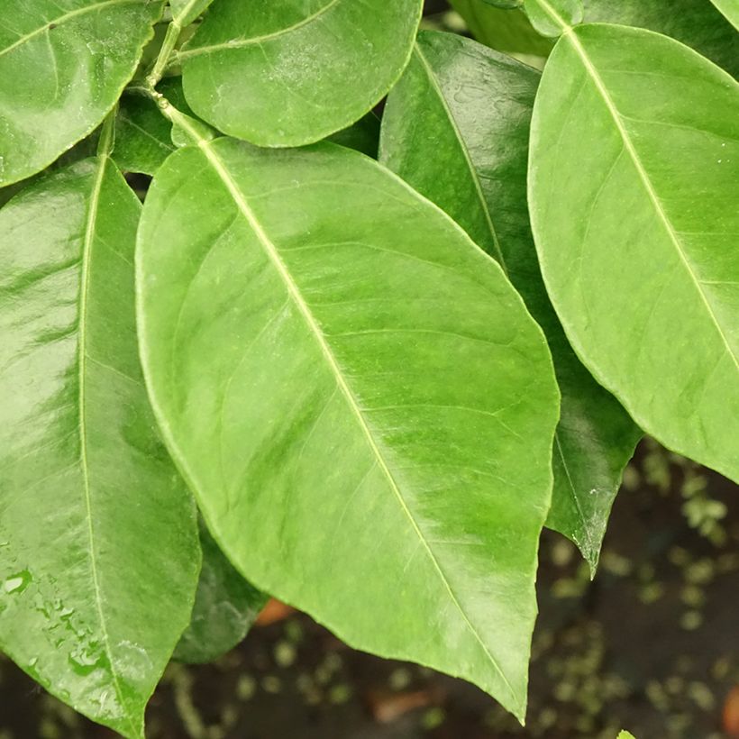 Bigaradier Bizzaria - Oranger amer (Feuillage)