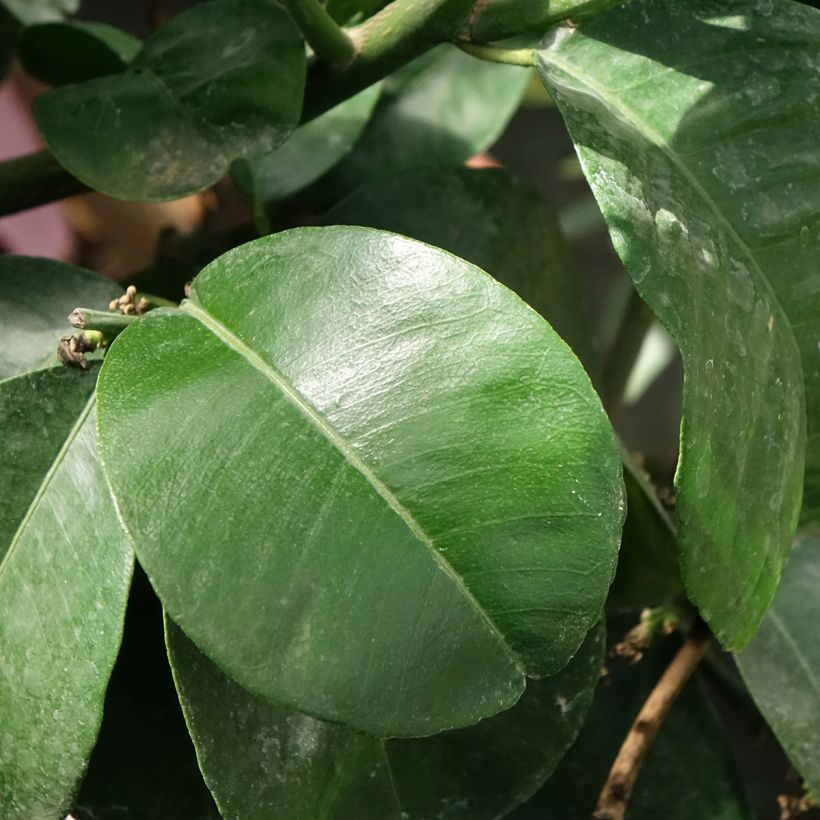 Bigaradier Bouquet de Fleur - Oranger amer (Feuillage)