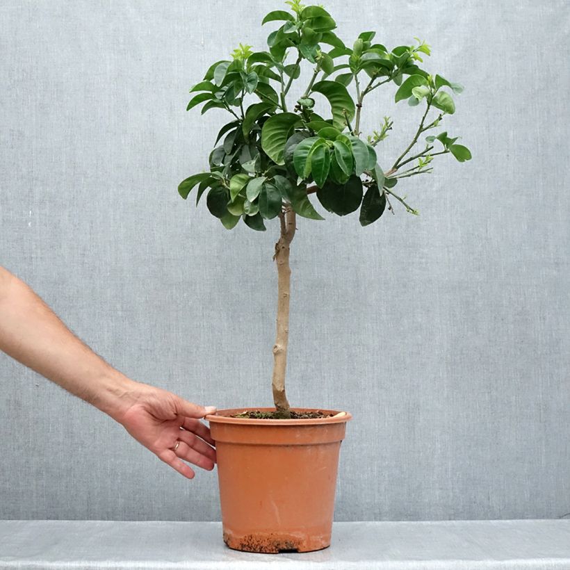 Spécimen de Bigaradier Bouquet de Fleur - Oranger amer Pot de 6L/7L, 1/4 de tige tel que livré en été