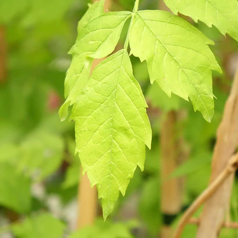 Bignone Golden Trumpet - Campsis x tagliabuana (Foliage)