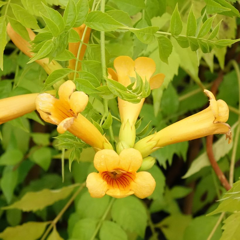 Bignone Golden Trumpet - Campsis x tagliabuana (Flowering)