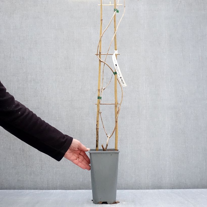 Example of Bignone Golden Trumpet - Campsis x tagliabuana Pot de 3L/4L as you get in hiver