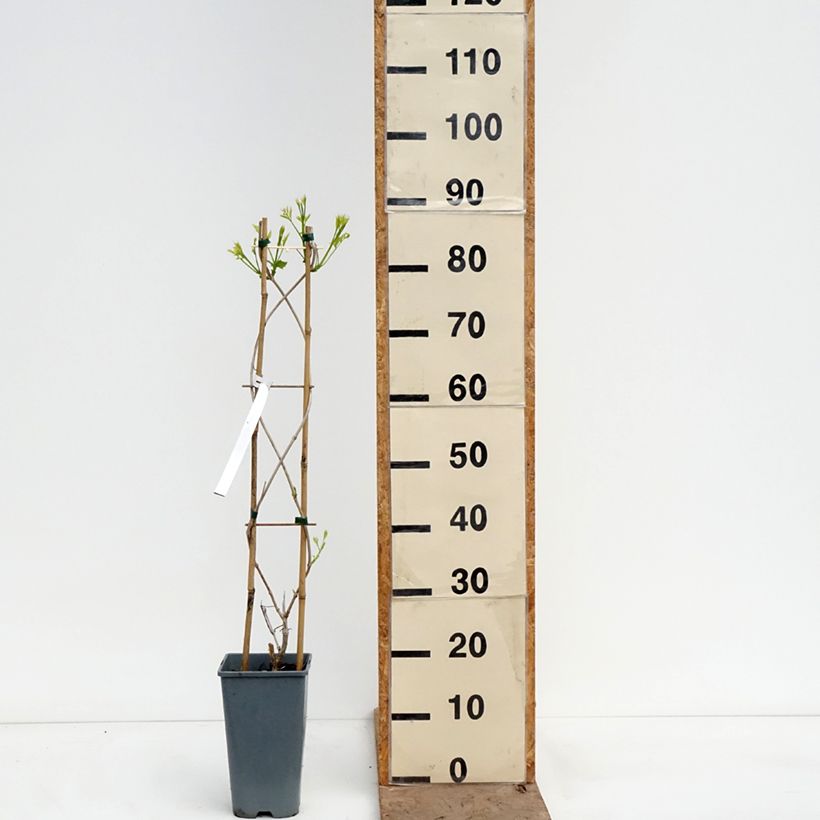 Spécimen de Bignone Golden Trumpet - Campsis x tagliabuana Pot de 3L/4L tel que livré au printemps