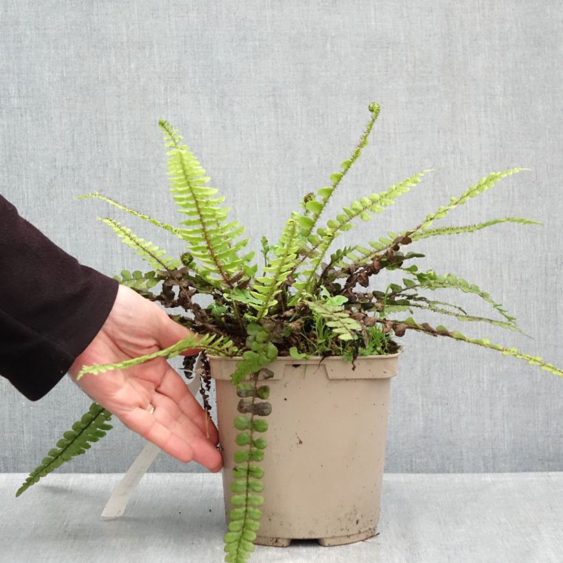 Spécimen de Blechnum fluviatile Pot de 3L/4L tel que livré en automne