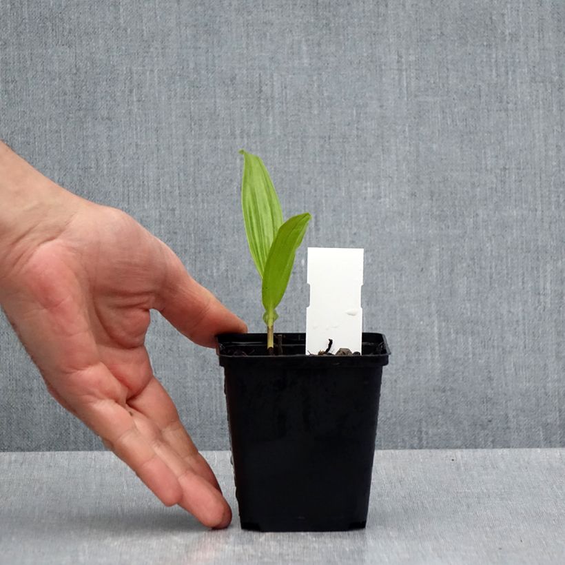 Spécimen de Bletilla ochracea - Bletilla ochracée Godet de 8/9 cm tel que livré au printemps