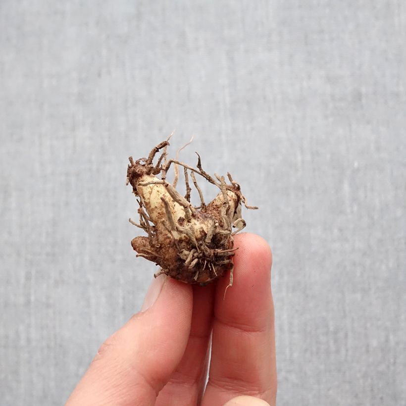 Example of Bletilla Penway Dragon - orchidée jacinthe Bulbe as you get in printemps