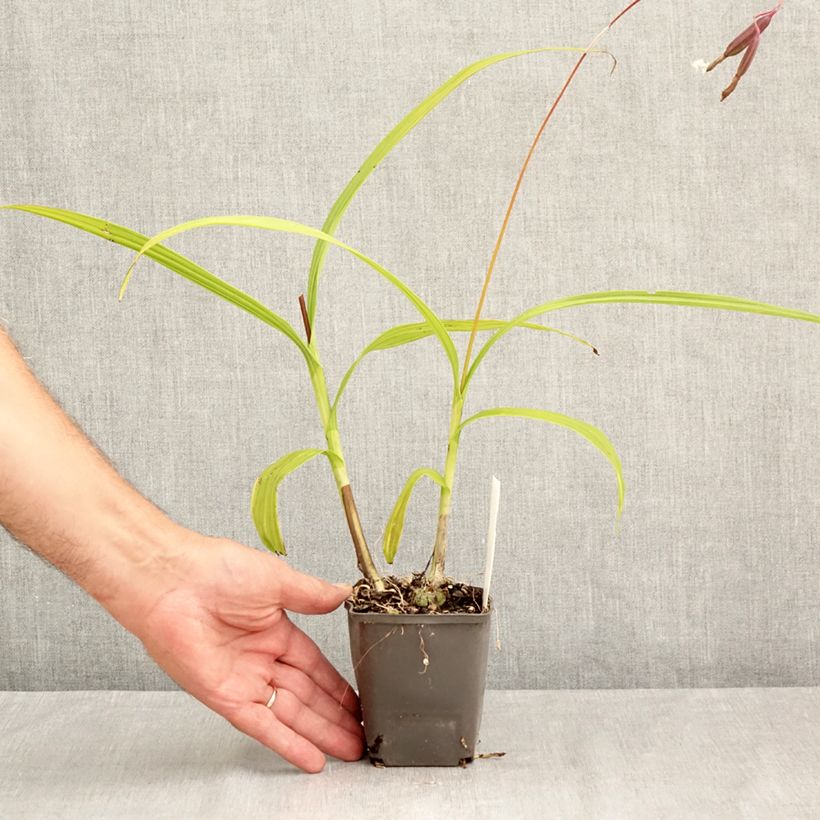 Spécimen de Bletilla Penway Paris - Orchidée jacinthe Godet de 8/9 cm tel que livré en été
