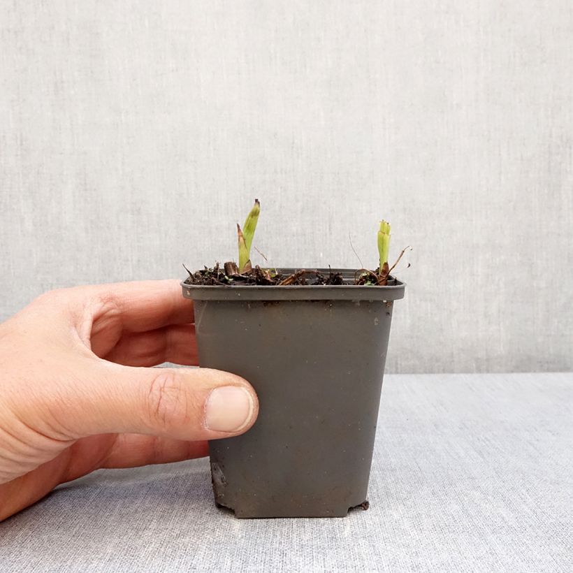 Example of Bletilla Penway Paris - Orchidée jacinthe Godet de 8/9 cm as you get in printemps