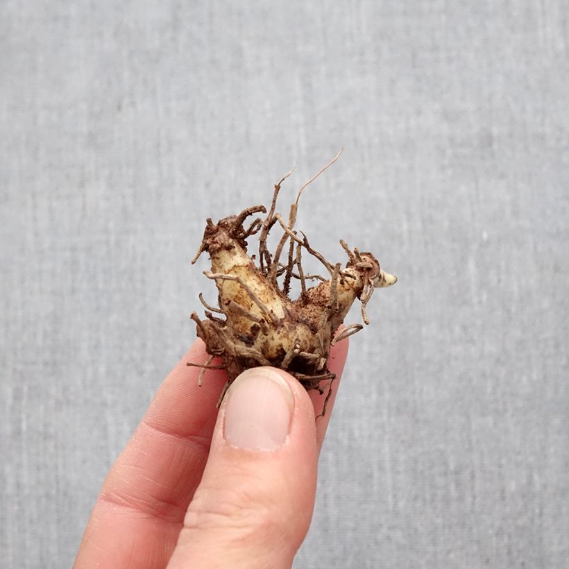 Spécimen de Bletilla striata Alba Variegata - Orchidée jacinthe blanche Bulbe calibre I tel que livré au printemps