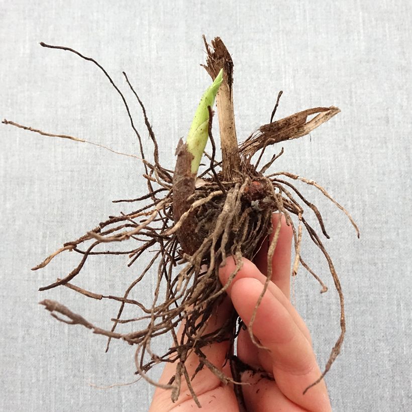 Example of Bletilla striata f. gebina - Orchidée jacinthe Bulbe calibre I as you get in printemps