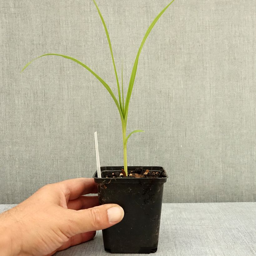 Spécimen de Bletilla striata Kuchi-beni - Orchidée jacinthe Godet de 8/9 cm calibre I tel que livré en été