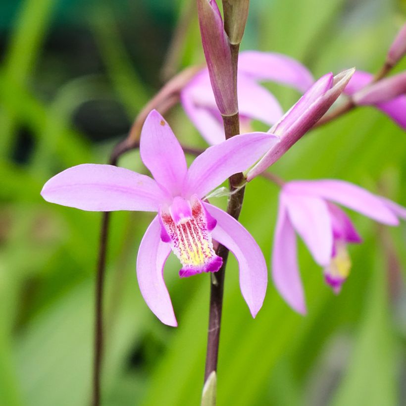 Bletilla striata - Orchidée jacinthe (Floraison)