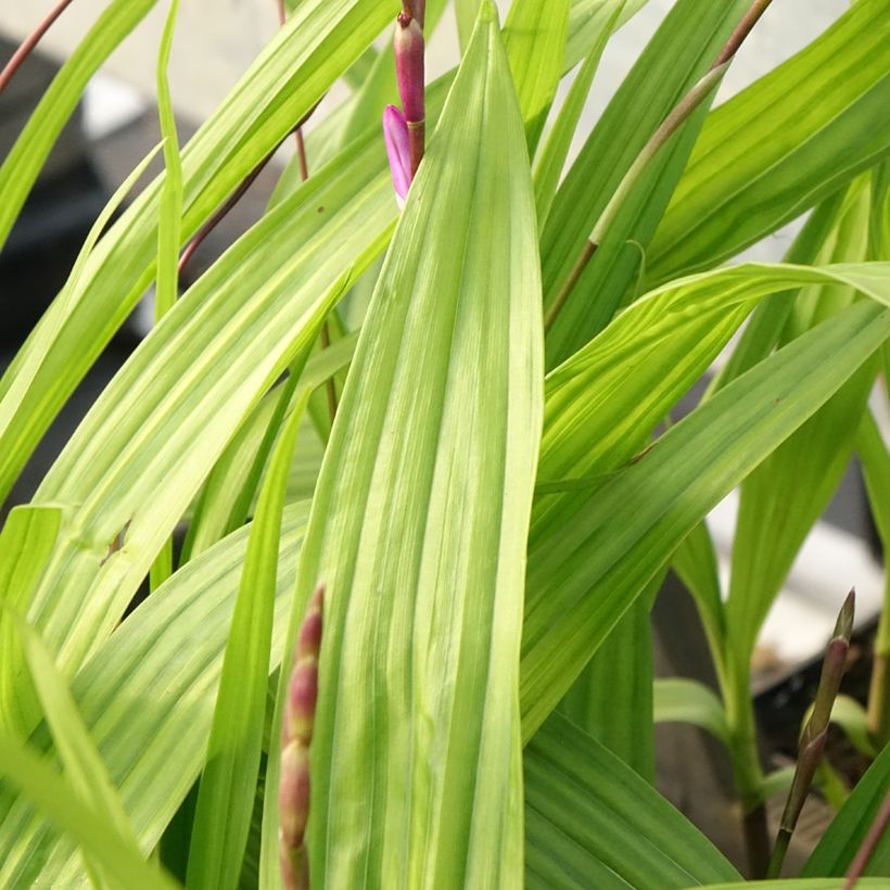 Bletilla striata Purple - Orchidée jacinthe (Feuillage)