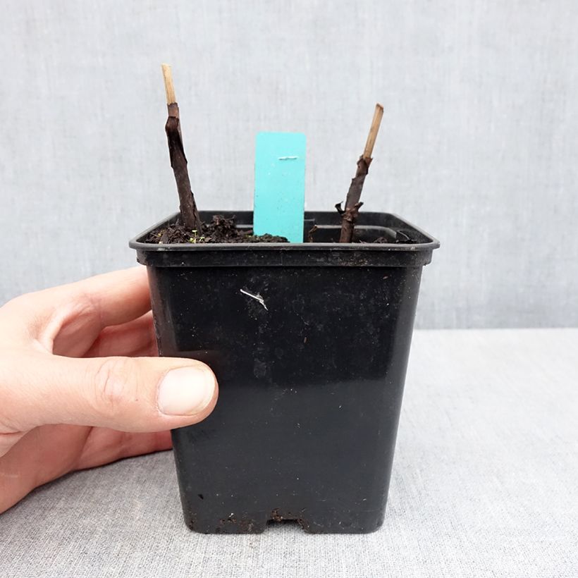 Spécimen de Bletilla striata Purple - Orchidée jacinthe Godet de 8/9 cm tel que livré au printemps