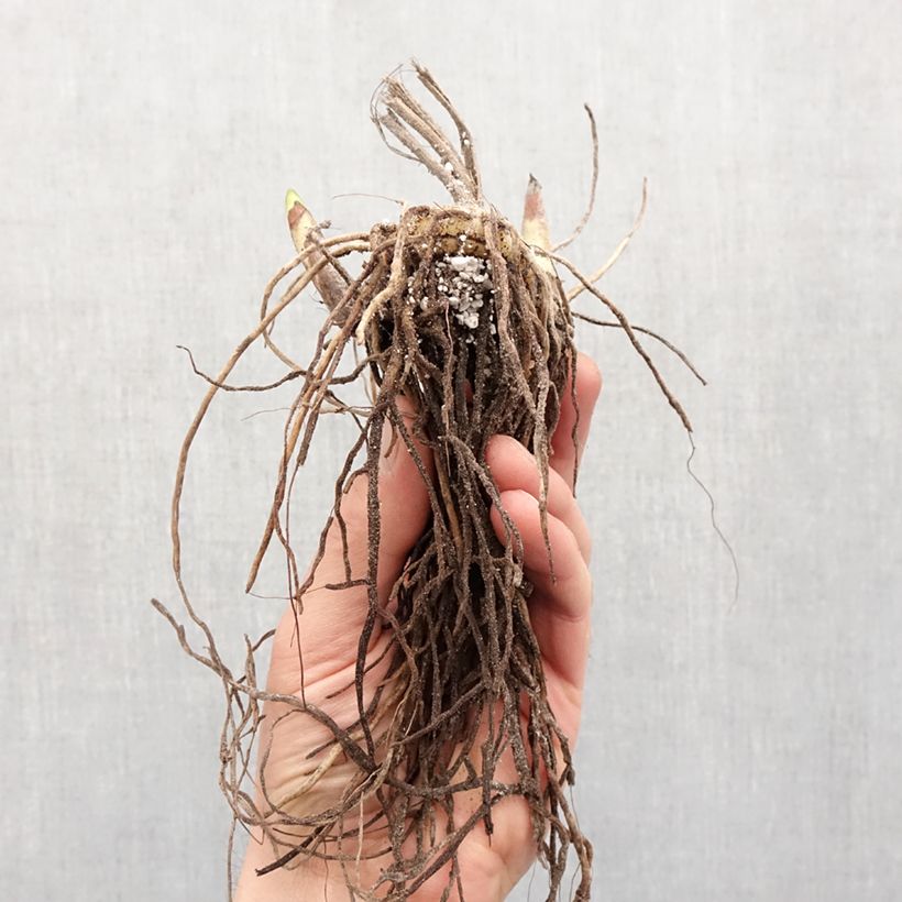 Spécimen de Bletilla striata Rose - Orchidée jacinthe  Bulbe calibre I tel que livré au printemps