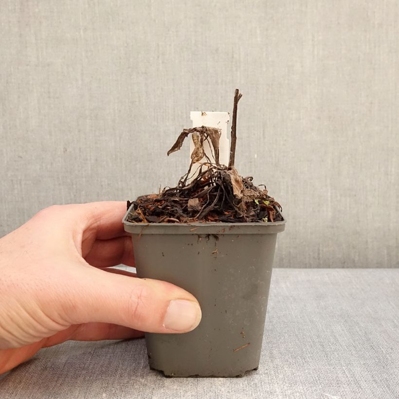 Spécimen de Bleuet des montagnes - Centaurea montana Violetta Godet de 8/9 cm tel que livré en hiver