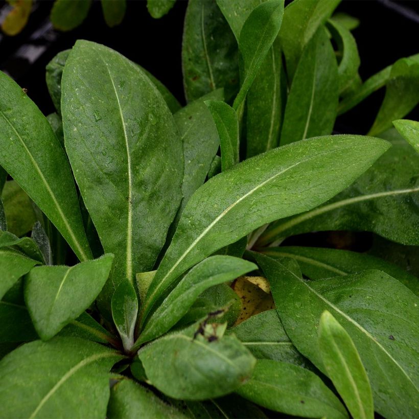 Bleuet des montagnes rose - Centaurée Carnea (Feuillage)