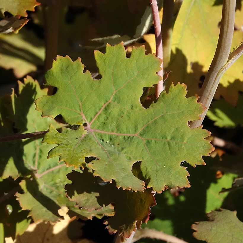 Bocconie Spetchley Ruby - Macleaya microcarpa (Feuillage)