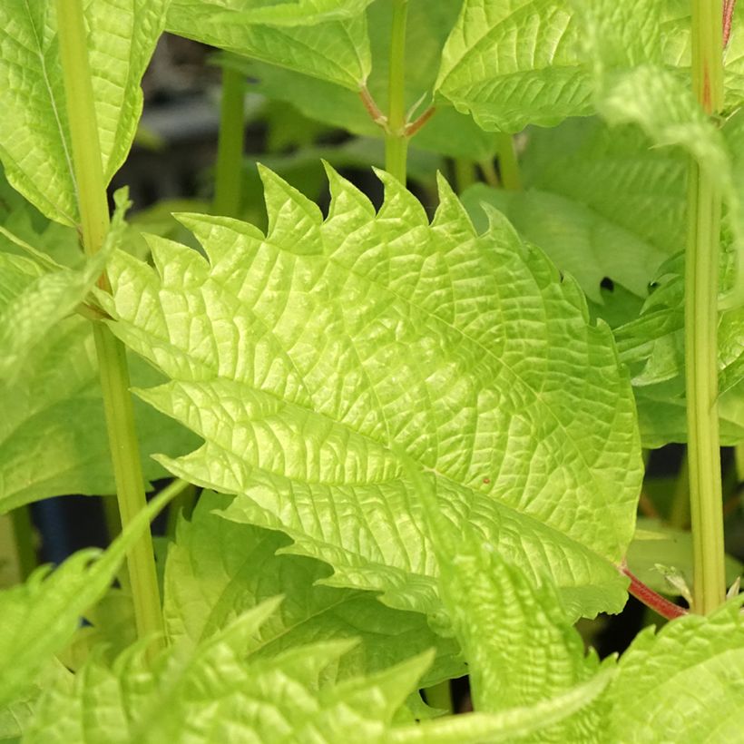 Boehmeria sieboldiana - Ortie de Chine (Feuillage)