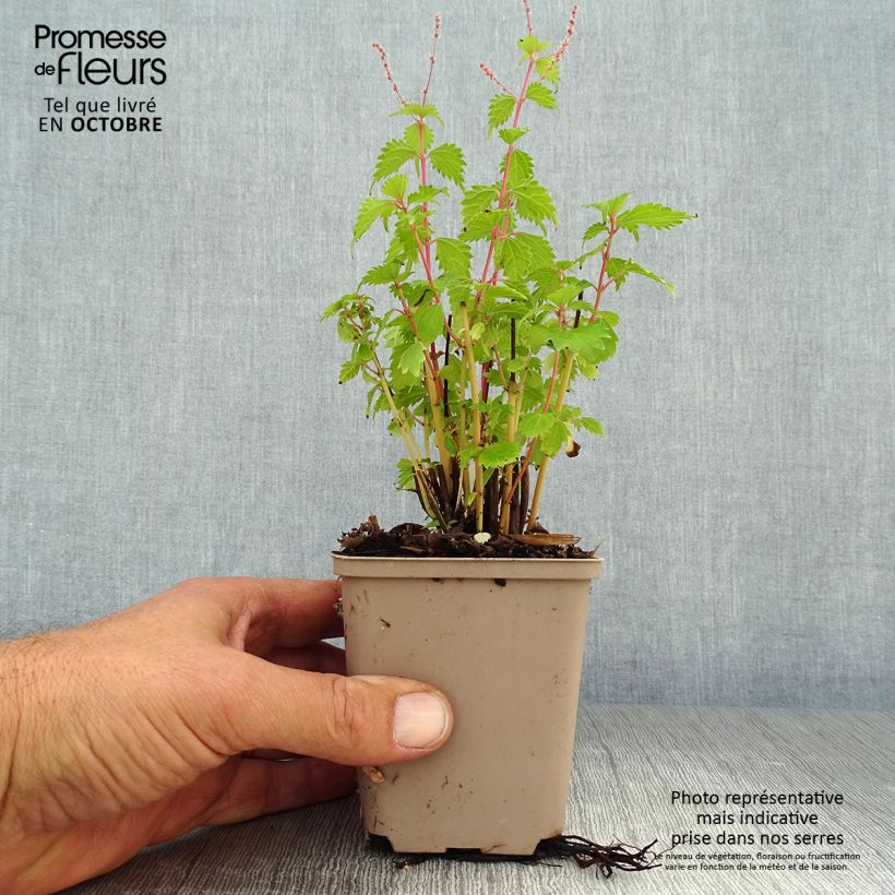 Spécimen de Boehmeria spicata - Ortie de Chine arbustive Godet de 8/9 cm tel que livré en automne