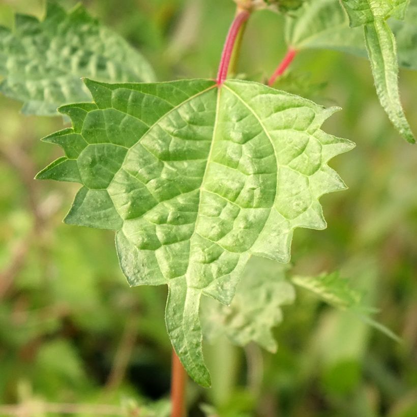 Boehmeria spicata - Ortie de Chine arbustive (Foliage)