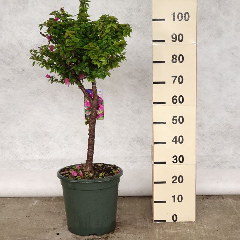 Spécimen de Bougainvillier Mini Thaï Pot de 12L/15L, Tige de 60 cm tel que livré au printemps