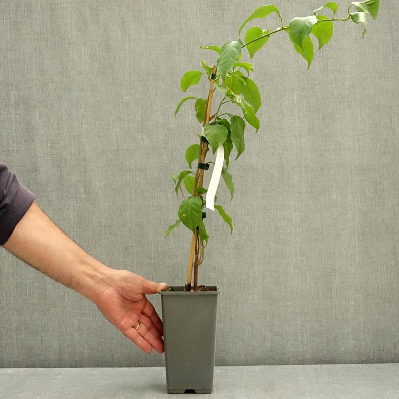 Spécimen de Bougainvillier Violet de Mèze Pot de 1,5L/2L tel que livré en été