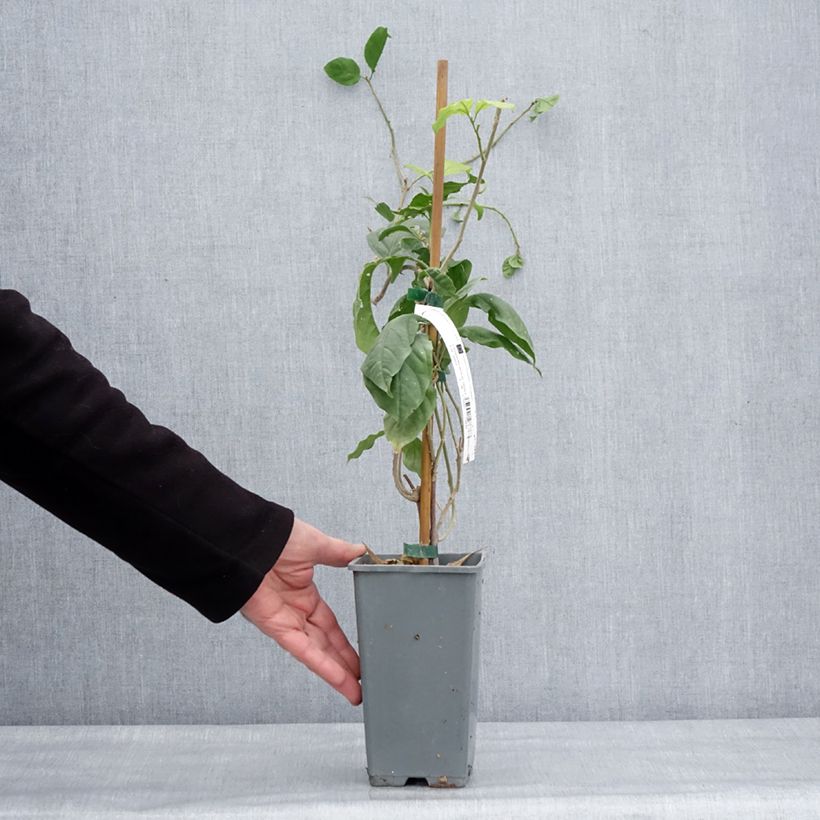 Example of Bougainvillier Violet de Mèze Pot de 1,5L/2L as you get in hiver