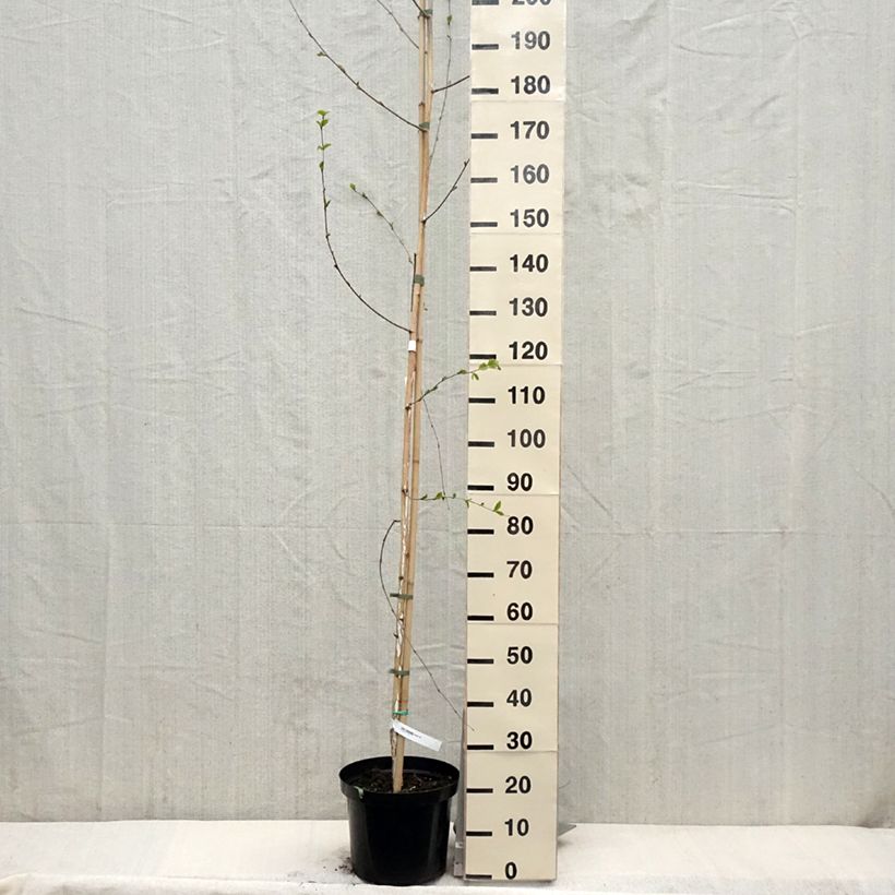Spécimen de Bouleau de l'Himalaya - Betula utilis jacquemontii Pot de 4L/5L tel que livré au printemps