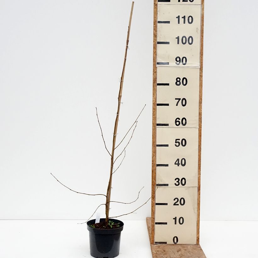 Spécimen de Bouleau pleureur - Betula pendula Crispa Pot de 2L/3L tel que livré en hiver