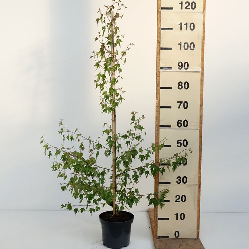 Spécimen de Bouleau pleureur - Betula pendula Crispa Pot de 2L/3L tel que livré au printemps
