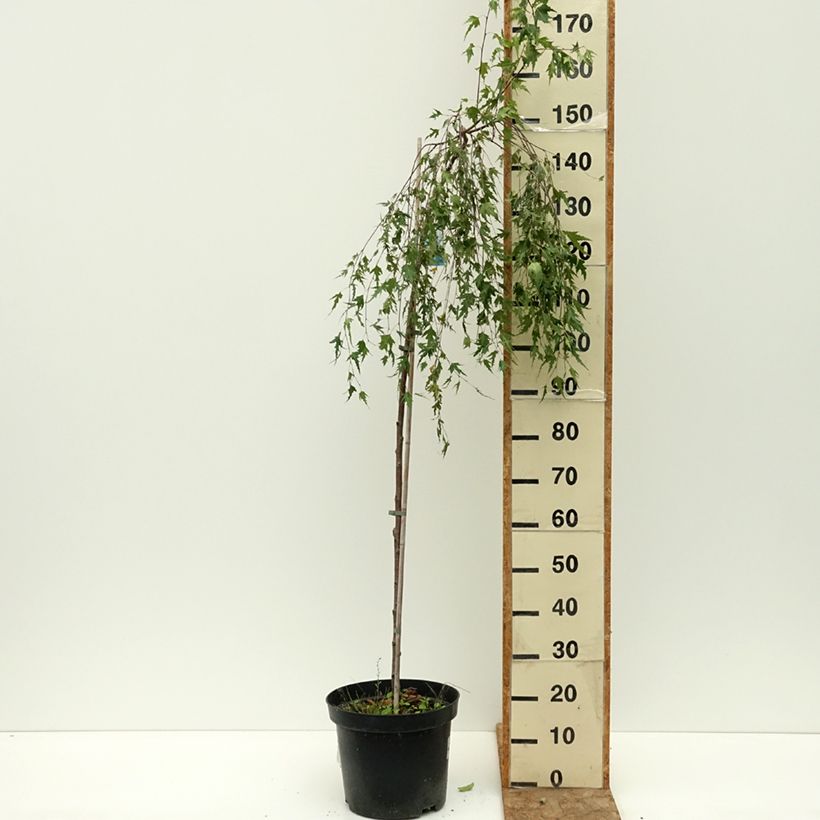 Spécimen de Bouleau pleureur - Betula pendula Gracilis Pot de 4L/5L, Tige tel que livré en été