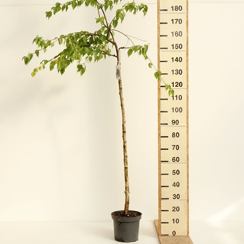 Spécimen de Bouleau pleureur - Betula pendula Long Trunk Pot de 7,5L/10L, Tige, Tige de 125 cm tel que livré au printemps