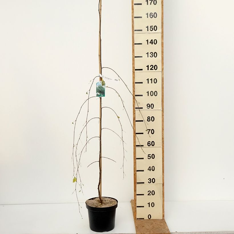 Spécimen de Bouleau pleureur Youngii - Betula pendula Pot de 7,5L/10L tel que livré en automne