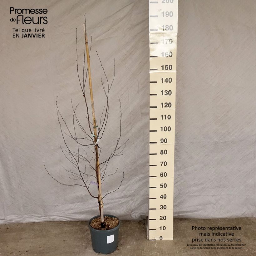 Spécimen de Bouleau pourpre - Betula pendula Royal Frost Pot de 7,5L/10L tel que livré en hiver