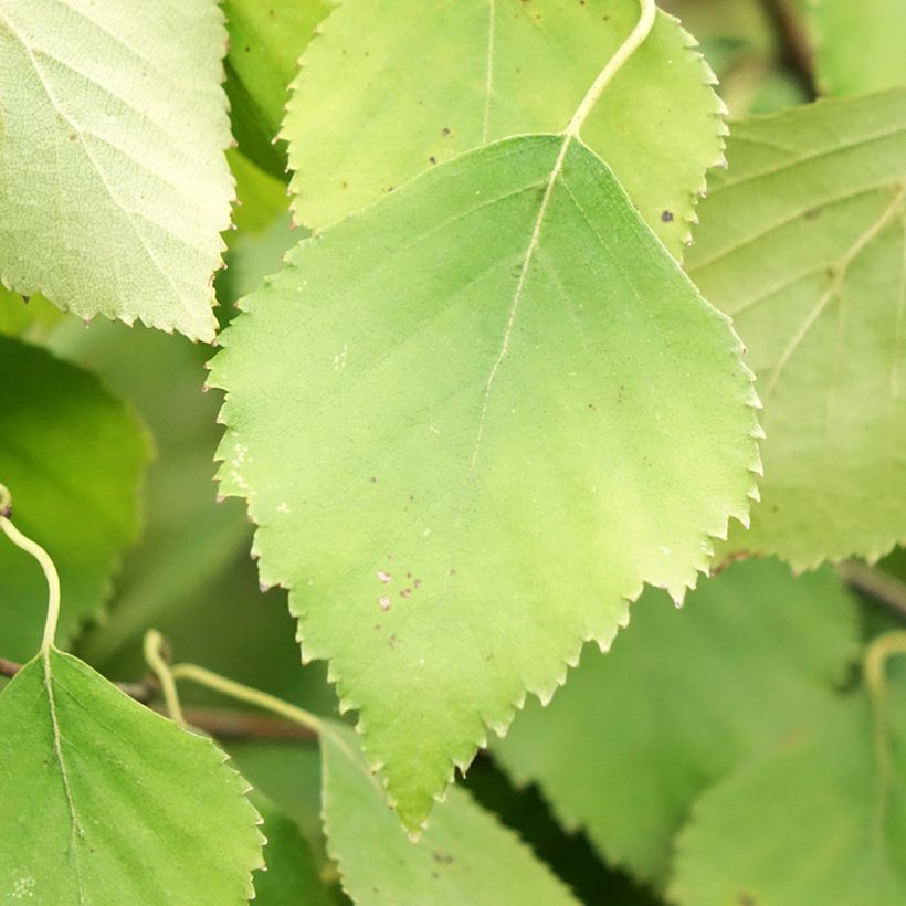 Bouleau tortueux - Betula pendula Spider Alley (Foliage)