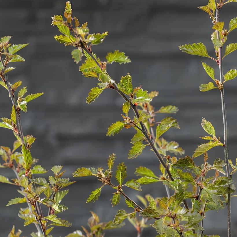 Bouleau pleureur Fuzzy Feathers - Betula pendula (Feuillage)