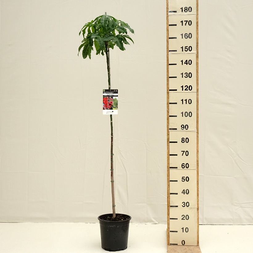 Spécimen de Brachychiton acerifolius Pot de 7,5L/10L tel que livré au printemps