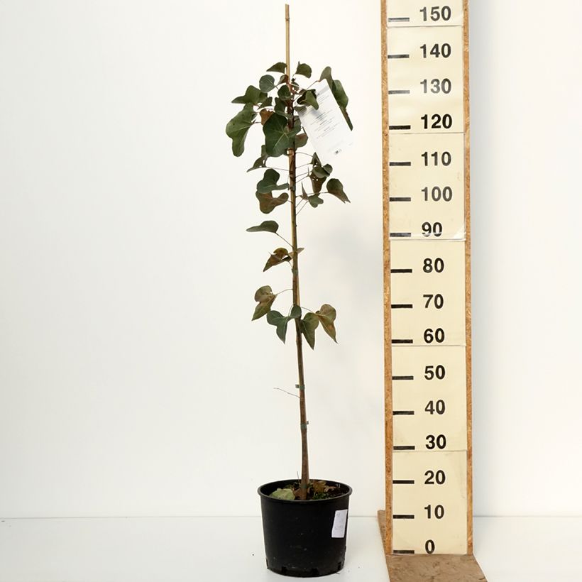 Spécimen de Brachychiton populneus - Kurrajong Pot de 7,5L/10L tel que livré en hiver