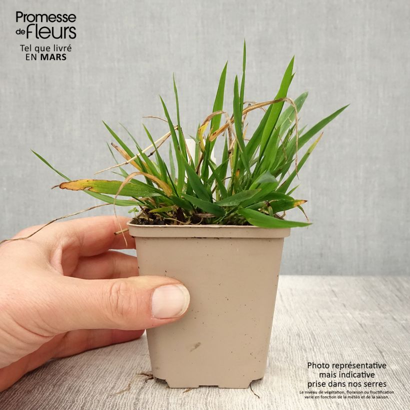 Spécimen de Brachypodium sylvaticum - Brachypode des bois Godet de 8/9 cm tel que livré au printemps