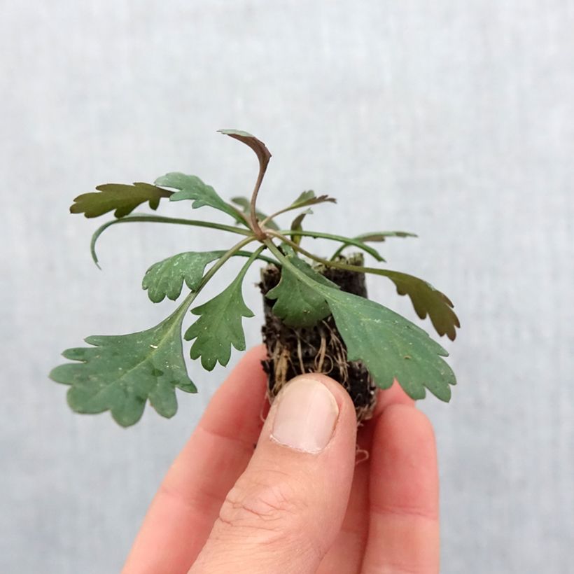 Spécimen de Brachyscome Fresco Bright Pink Mini-motte Ø 3/4 cm tel que livré au printemps