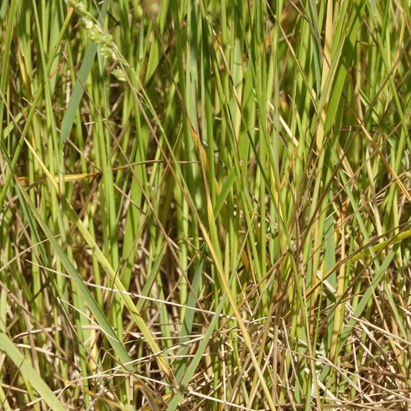 Briza triloba - Amourette (Feuillage)
