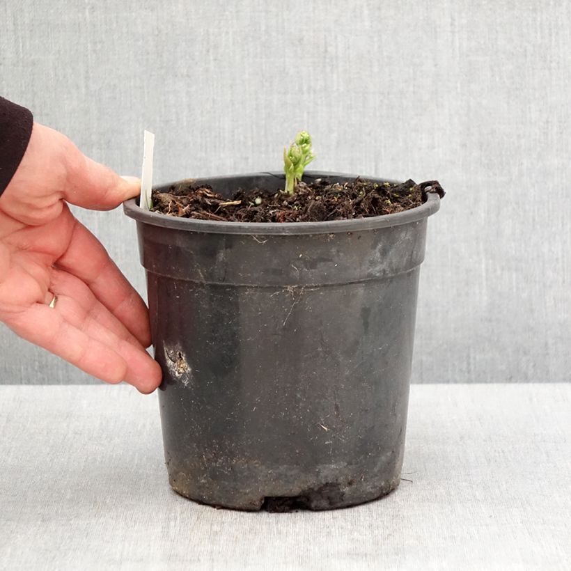 Spécimen de Brunnera sibirica - Myosotis du Caucase Pot de 2L/3L tel que livré au printemps