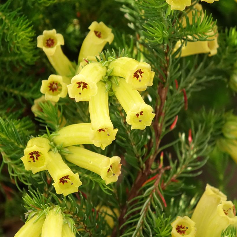 Bruyère arbustive Limoncello - Erica nana (Floraison)
