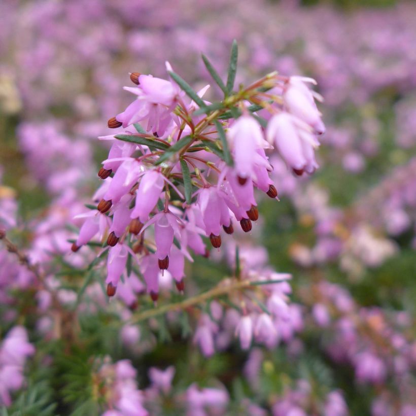 Bruyère Carnea December Red, Erica (Flowering)
