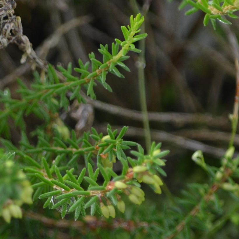 Bruyère Carnea December Red, Erica (Foliage)