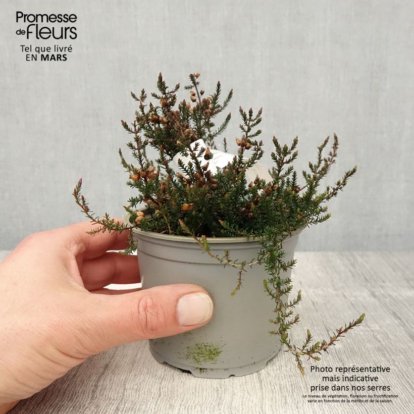 Spécimen de Bruyère cendrée - Erica cinerea C.D. Eason Pot de 12 cm / 13 cm tel que livré au printemps