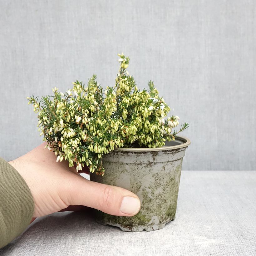 Example of Bruyère cendrée - Erica cinerea f. alba Pot de 12 cm / 13 cm as you get in hiver