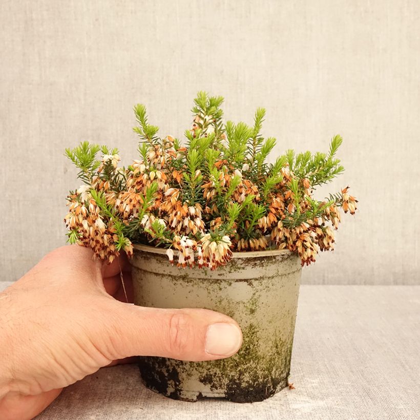 Spécimen de Bruyère cendrée - Erica cinerea f. alba Pot de 12 cm / 13 cm tel que livré au printemps