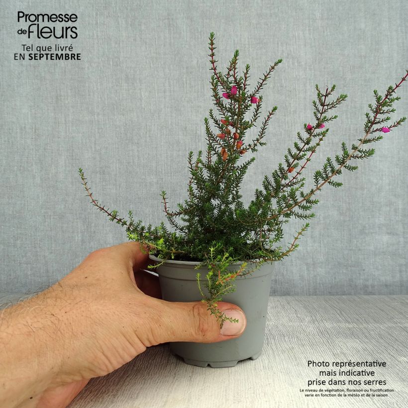 Spécimen de Bruyère cendrée - Erica cinerea Pot de 10 cm/11cm tel que livré en été